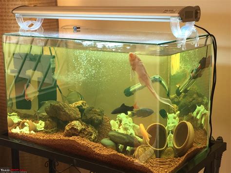 hobby fish tank